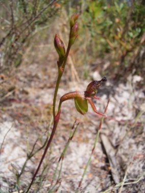 Paracaleana minor (Small duck orchid)