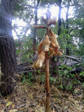 Gastrodia procera or Tall Potato Orchid