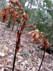 Gastrodia sesamoides (Cinnamon Bells or Common Potato Orchid)