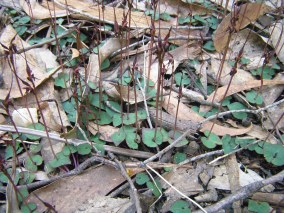 Nemacianthus caudatus