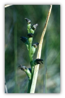 Prasophyllum goldsackii